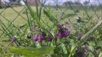 Kostival lékařský (Symphytum officinale)