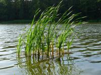 Orobinec širokolistý (Typha latifolia)