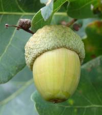 Dub letní (Quercus robur)
