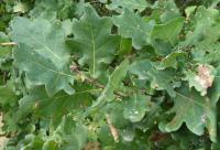 Dub letní (Quercus robur)