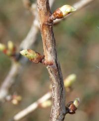Rybíz černý (Ribes nigrum)