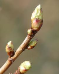 Rybíz černý (Ribes nigrum)