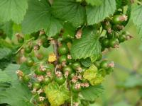 Rybíz černý (Ribes nigrum)