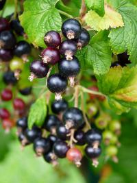 Černý rybíz (Ribes nigrum)