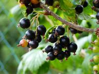 Černý rybíz (Ribes nigrum)
