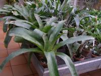 Kanistrovka (Canistrum fragrans)