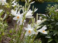 Lilie bělostná (Lilium candidum) Lilie bělostná (Lilium candidum)