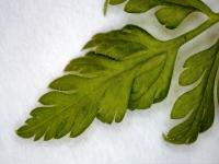 Kerblík třebule štětinoplodý (Anthriscus cerefolium var trichocarpus)