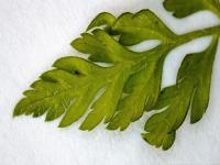 Kerblík třebule štětinoplodý (Anthriscus cerefolium var trichocarpus)