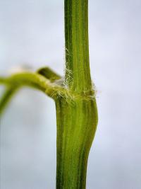 Kerblík třebule štětinoplodý (Anthriscus cerefolium var trichocarpus)
