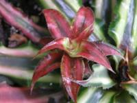 Kryptantus 'Atropurpureum' (Cryptanthus bivittatus)