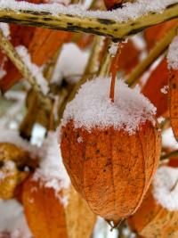 Mochyně židovská (Physalis alkekengi)
