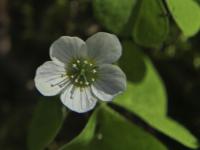 Šťavel kyselý (Oxalis acetosella)