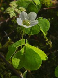 Šťavel kyselý (Oxalis acetosella)
