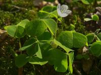 Šťavel kyselý (Oxalis acetosella)