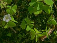 Šťavel kyselý (Oxalis acetosella)