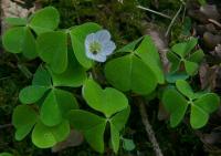 Šťavel kyselý (Oxalis acetosella)