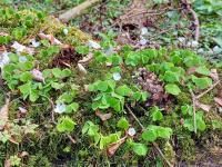 Šťavel kyselý (Oxalis acetosella)