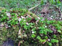 Šťavel kyselý (Oxalis acetosella)