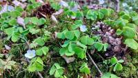 Šťavel kyselý (Oxalis acetosella)