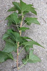 Rybíz černý (Ribes nigrum)