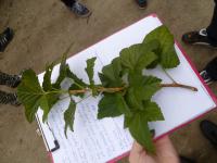 Rybíz černý (Ribes nigrum)
