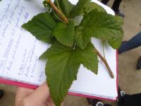 Rybíz černý (Ribes nigrum)