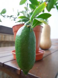 Austrálska prstová limeta - plod microcitrusu
