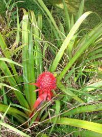 Ananasovník (Ananas sagenaria)