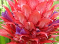 Ananasovník (Ananas sagenaria)