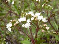 Ageratina