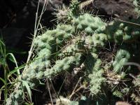 Cylindropuntia