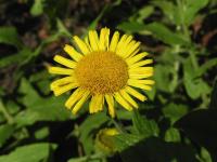 Blešník úplavičný (Pulicaria dysenterica)