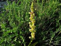 Aceras podivný (Aceras anthropophora)