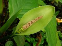 Aglaonema jednoduchá