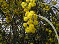 Akácie pryskyřičnatá