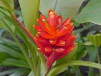 Banánovník šarlatový