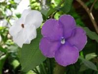 Brunfelsie širokolistá