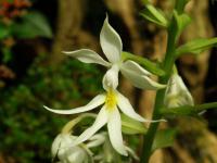 Calanthe (Calanthe triplicata)