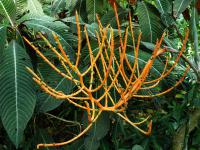 Chamaedorea (Chamaedorea tepejilote)