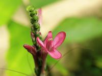 Rozkročeň (Iriartea deltoidea)