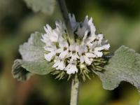 Jablečník vlnatý (Marrubium incanum)