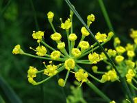Fenykl obecný (Foeniculum vulgare) Fenykl obecný (Foeniculum vulgare)