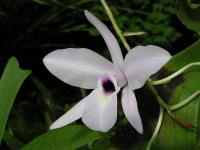 Laelia (Laelia rubescens)