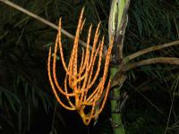 Chamedorea (Chamaedorea schiedeana)