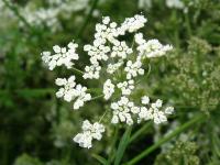 Bedrník anýz (Pimpinella anisum)