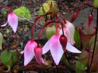 Heliamfora (Heliamphora heterodoxa)