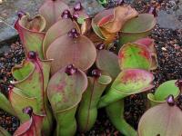 Heliamfora (Heliamphora heterodoxa)
