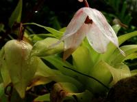 Heliamfora (Heliamphora heterodoxa)