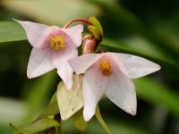 Heliamfora (Heliamphora heterodoxa)